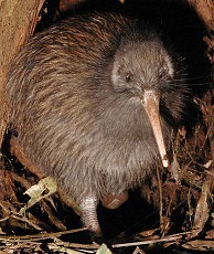 Image for Birds document
