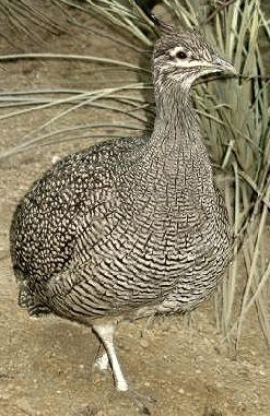 Image for Birds document