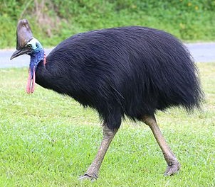 Image for Birds document