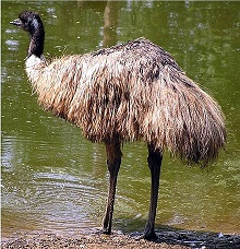 Image for Birds document