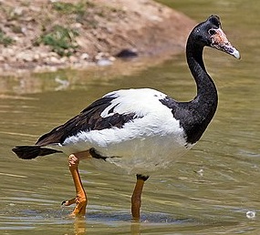 Image for Birds document