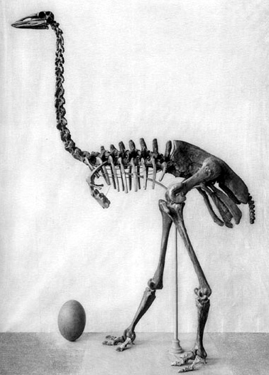 Image for Birds document