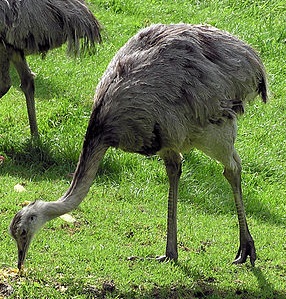 Image for Birds document