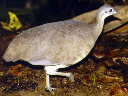 Image for Birds document