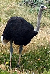 Image for Birds document